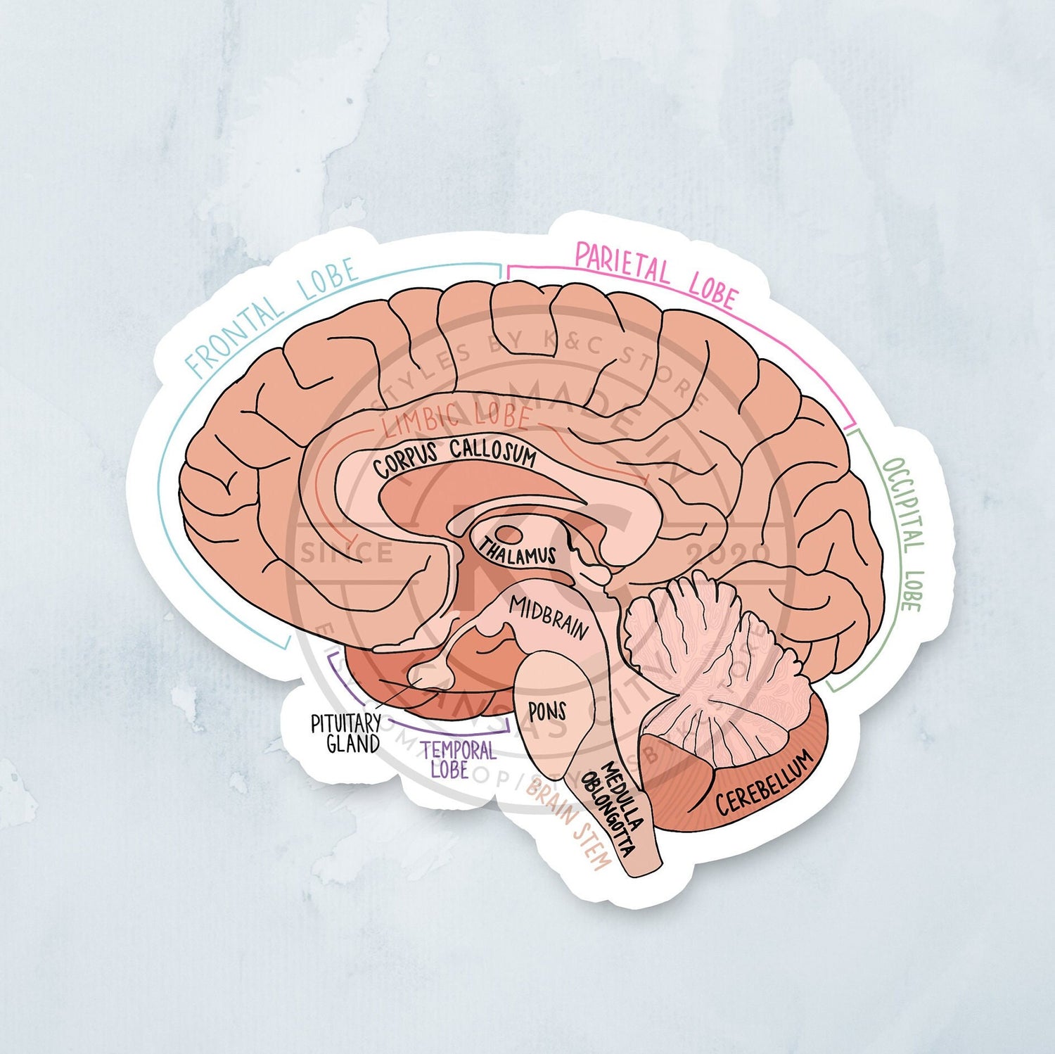 Labeled Brain Diagram 