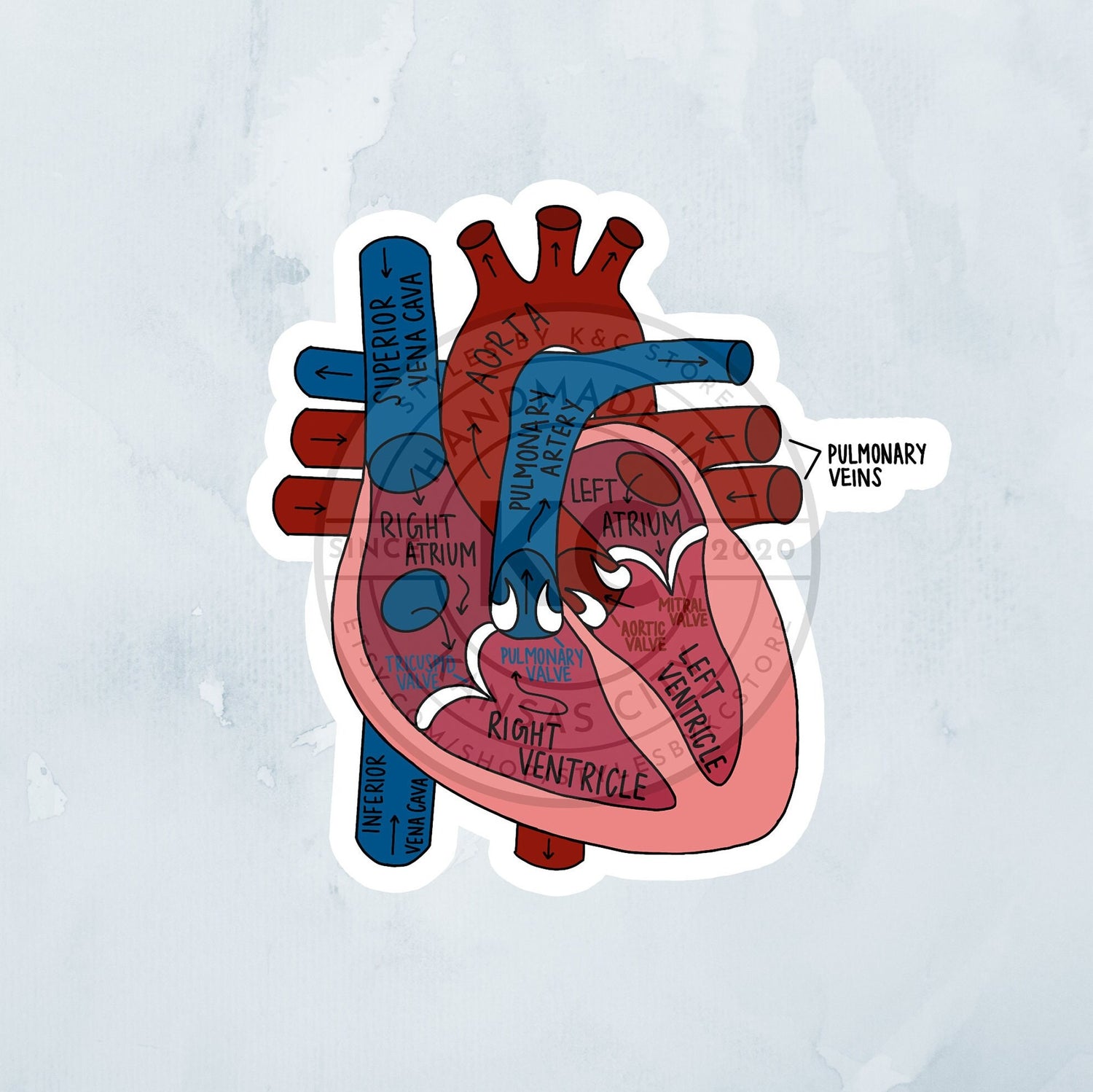 Labeled Heart Diagram 